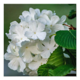 Witte Hydrangea fotoprint 12x12 Foto Afdruk