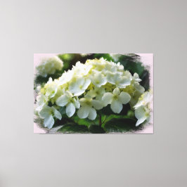*~* Witte Hydrangea TV2 Art Stretched Canvas Print