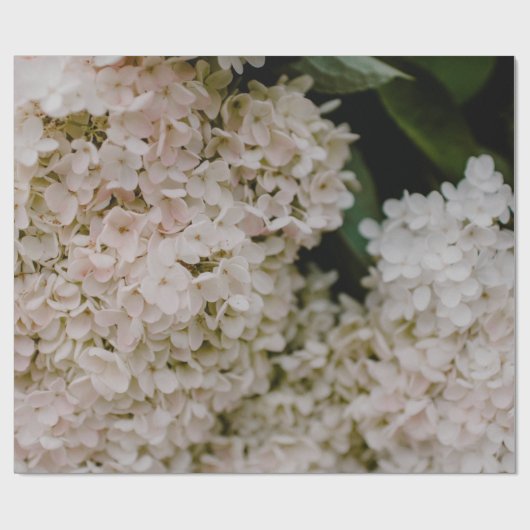 WITTE HYDRANGEAS IN BLOOM CADEAUPAPIER (Vlak)