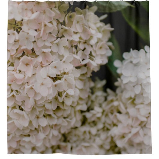 WITTE HYDRANGEAS IN BLOOM DOUCHEGORDIJN (Voorkant)