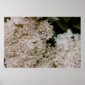 WITTE HYDRANGEAS IN BLOOM POSTER (Voorkant)