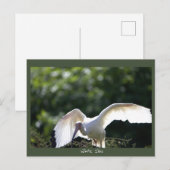 Witte Ibis Briefkaart (Voorkant / Achterkant)