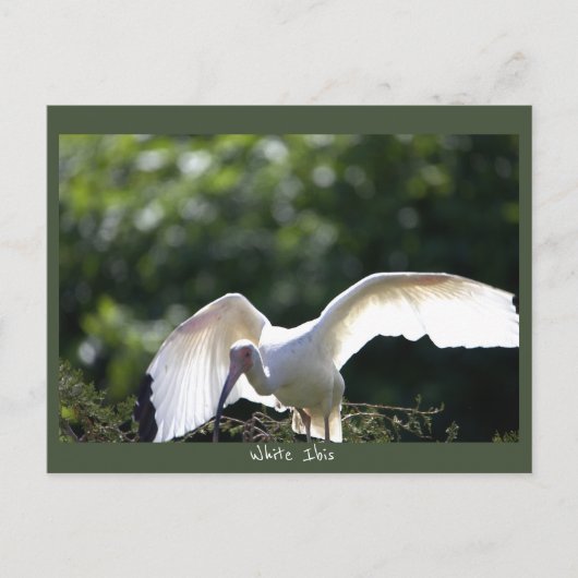 Witte Ibis Briefkaart (Voorkant)
