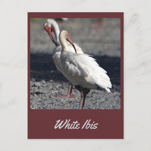 Witte Ibis Briefkaart (Voorkant)