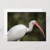 Witte Ibis Briefkaart (Voorkant / Achterkant)