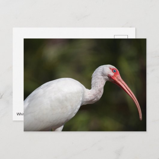 Witte Ibis Briefkaart (Voorkant / Achterkant)