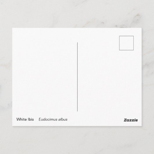 Witte Ibis Briefkaart (Achterkant)