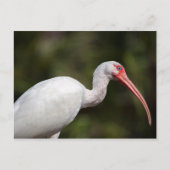 Witte Ibis Briefkaart (Voorkant)