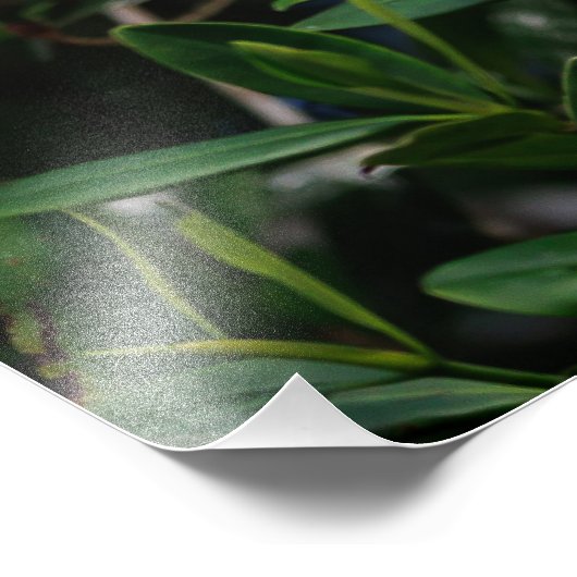 Witte Ibis Foto Afdruk (Hoek)