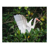 Witte Ibis Foto Afdruk (Voorkant)