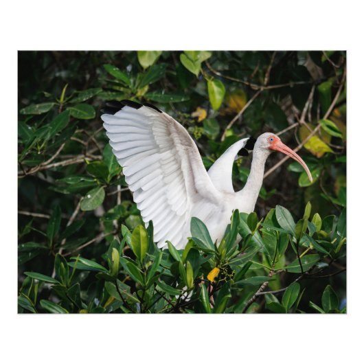 Witte Ibis Foto Afdruk (Voorkant)