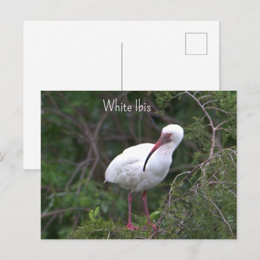 Witte ibis foto Briefkaart (Voorkant / Achterkant)
