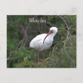 Witte ibis foto Briefkaart (Voorkant)
