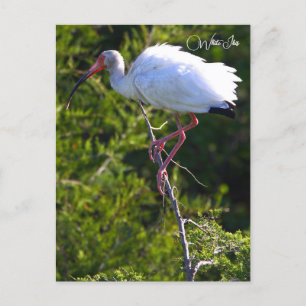 Witte ibis foto Briefkaart