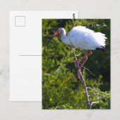 Witte ibis foto Briefkaart (Voorkant / Achterkant)