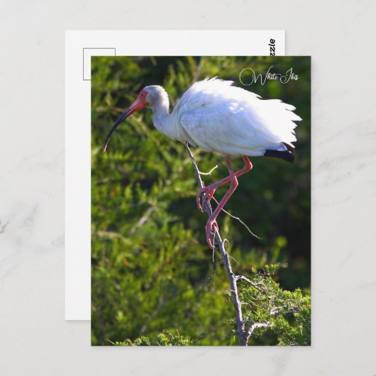 Witte ibis foto Briefkaart (Voorkant / Achterkant)