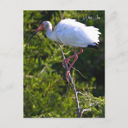 Witte ibis foto Briefkaart (Voorkant)
