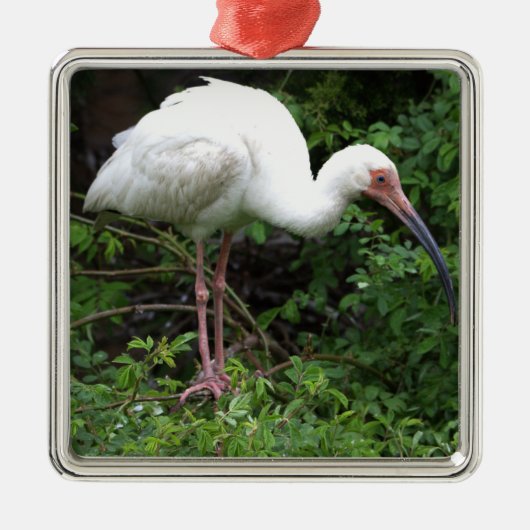 Witte ibis foto Ornament (Voorkant)