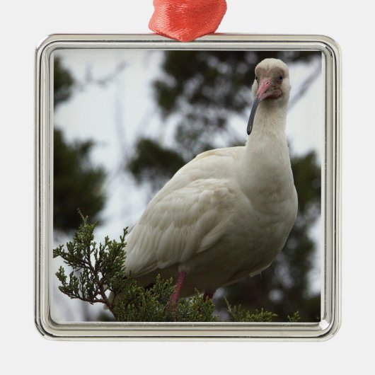 Witte ibis foto Ornament (Voorkant)