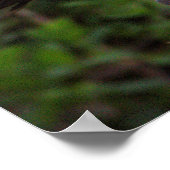 Witte ibis juveniele Poster (Hoek)