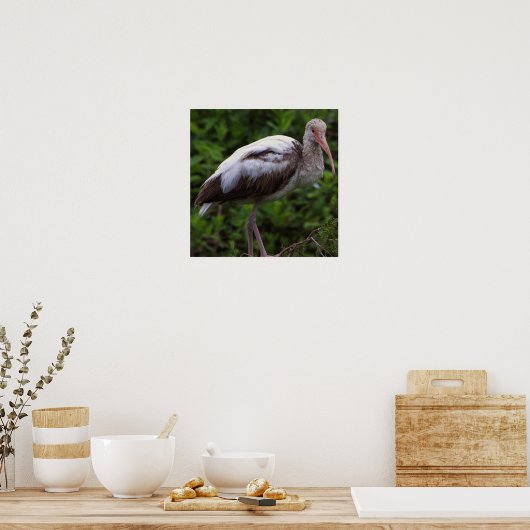 Witte ibis juveniele Poster (Keuken)