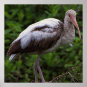 Witte ibis juveniele Poster (Voorkant)