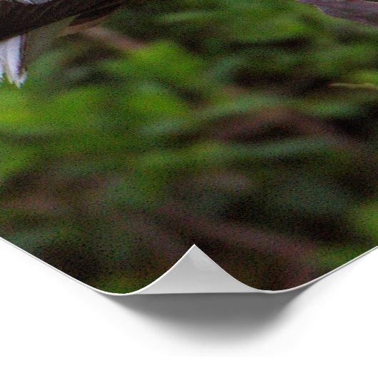 Witte ibis juveniele Poster (Hoek)