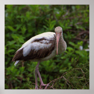 Witte ibis juveniele Poster