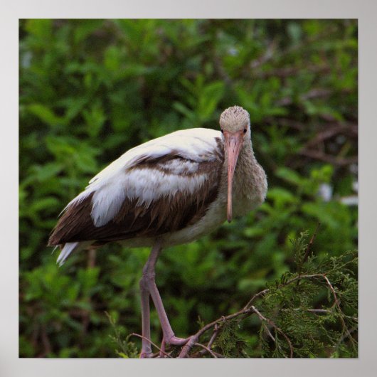 Witte ibis juveniele Poster (Voorkant)