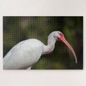 Witte Ibis Legpuzzel (Horizontaal)