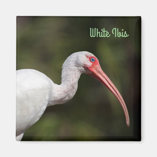 Witte Ibis Magneet (Voorkant)