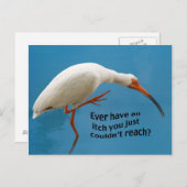 Witte Ibis met een Jeuk Briefkaart (Voorkant / Achterkant)