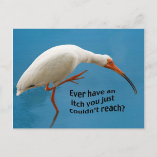 Witte Ibis met een Jeuk Briefkaart