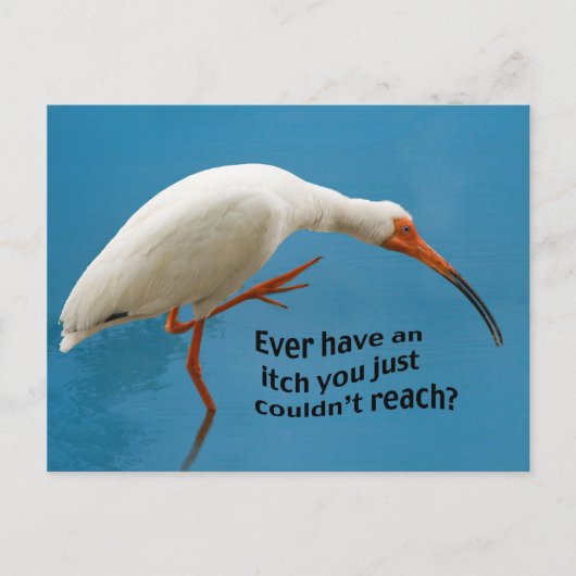 Witte Ibis met een Jeuk Briefkaart (Voorkant)
