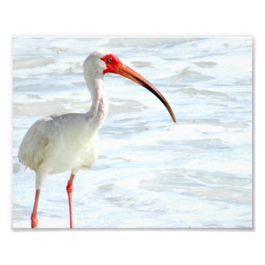 Witte Ibis op het strand Foto Afdruk (Voorkant)