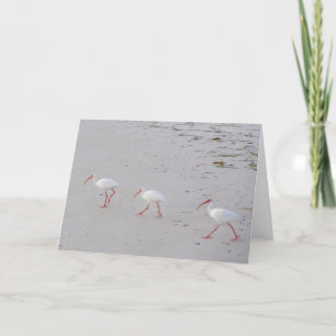 Witte Ibis op het Wenskaart van het Strand Kaart