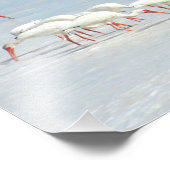 Witte Ibis Shore Birds op het strand Foto Afdruk (Hoek)