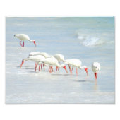 Witte Ibis Shore Birds op het strand Foto Afdruk (Voorkant)