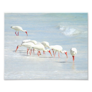 Witte Ibis Shore Birds op het strand Foto Afdruk