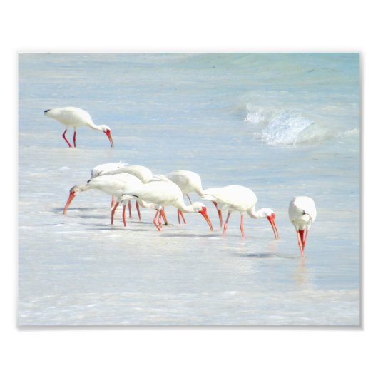 Witte Ibis Shore Birds op het strand Foto Afdruk (Voorkant)