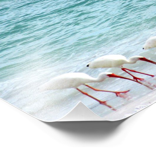 Witte Ibis Shorevogels die op het strand lopen Foto Afdruk (Hoek)