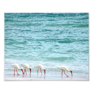 Witte Ibis Shorevogels lopen op het strand Foto Afdruk