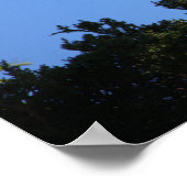Witte ibis spreading wings Poster (Hoek)