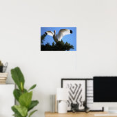 Witte ibis spreading wings Poster (Thuiskantoor)