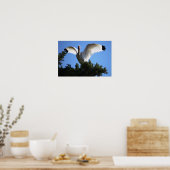 Witte ibis spreading wings Poster (Keuken)