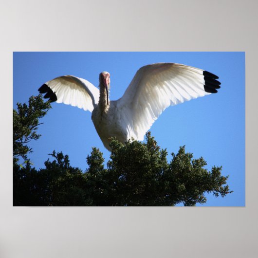 Witte ibis spreading wings Poster (Voorkant)