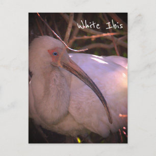 Witte ibis vogel foto Briefkaart