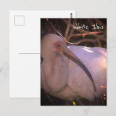 Witte ibis vogel foto Briefkaart (Voorkant / Achterkant)