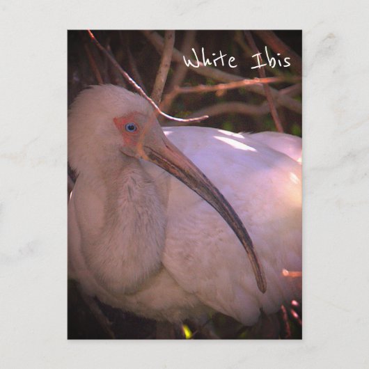 Witte ibis vogel foto Briefkaart (Voorkant)