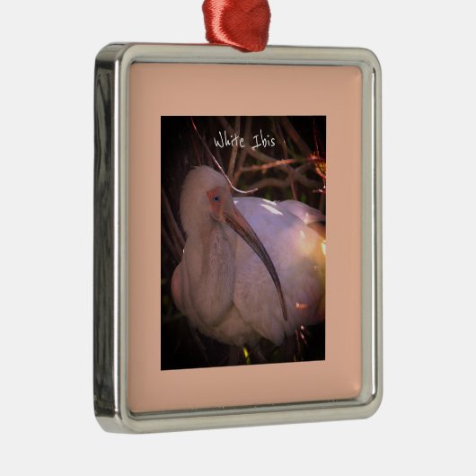 Witte ibis vogel foto Ornament (Rechts)